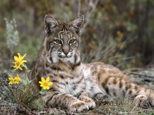 питомник TIGRIS AMIGO
