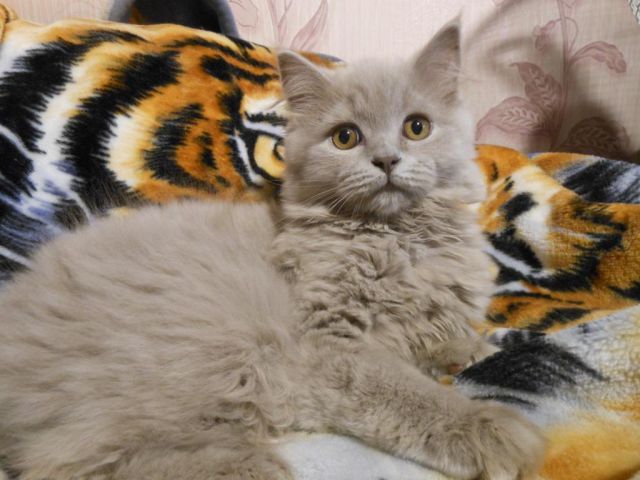 Клубные шотландские прямоухие котята. 4 мес