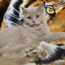 Клубные шотландские прямоухие  котята. 4 мес 2