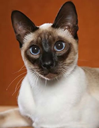 Тайская кошка