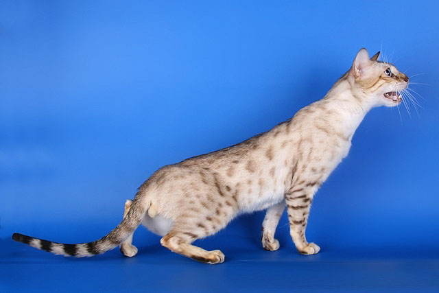 Бенгальская кошка