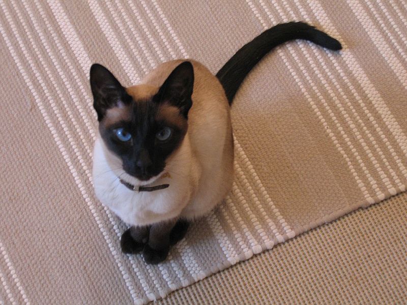 Сиамская кошка