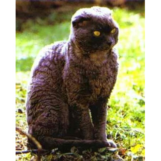 Пуделькэт (Poodle Cat)