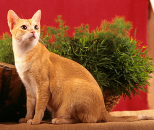 Цейлонская кошка