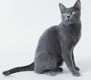 Корат
