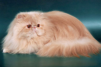 Гималайская кошка