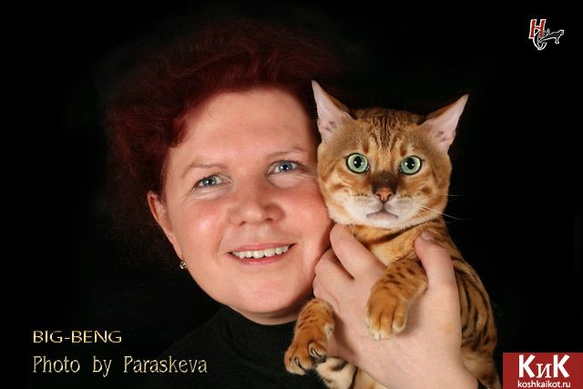 Я и моя бенгальская кошка Mindal BIG-BENG138