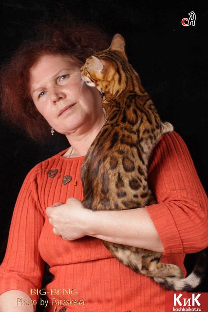 Я и моя бенгальская кошка Mindal BIG-BENG133