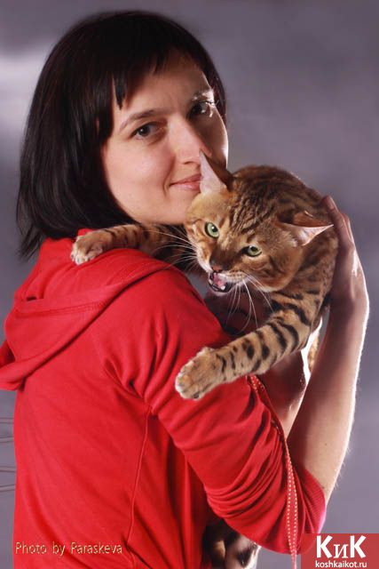 Я и моя бенгальская кошка Mindal BIG-BENG139