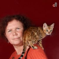 Я и моя бенгальская кошка Mindal BIG-BENG134