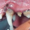 Зубной камень у кошек (симптомы и описание)