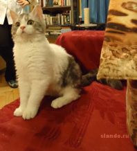 Галина