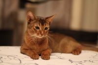 rocabella