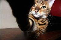 kapitankat
