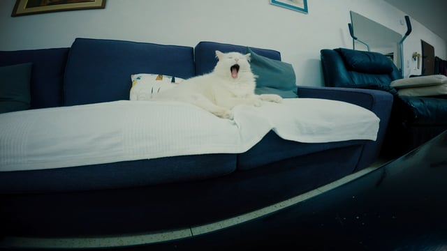 Тяжелый день кота снятый на GoPro Black