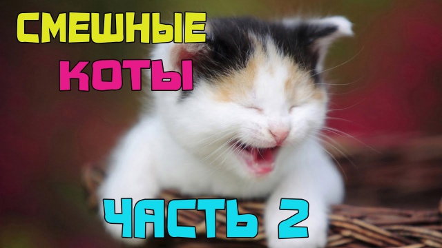 Подборка смешных котов 2 ツ