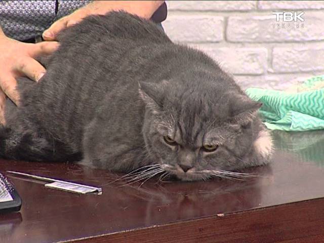 Линька у кошек: правила вычёсывания