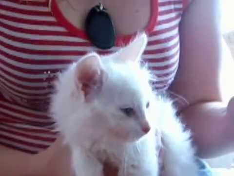 Конъюктивит у кота