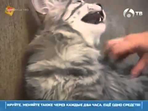 Болезни кошек чумка
