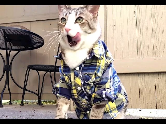 Мочекаменная болезнь у котов. Кот писает кровью!