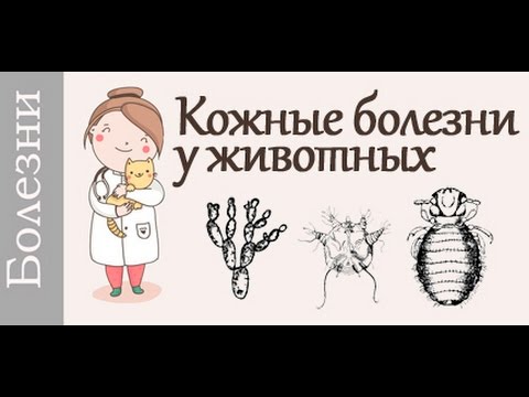 Кожные заболевания у собак и кошек. Советует #ветеринар